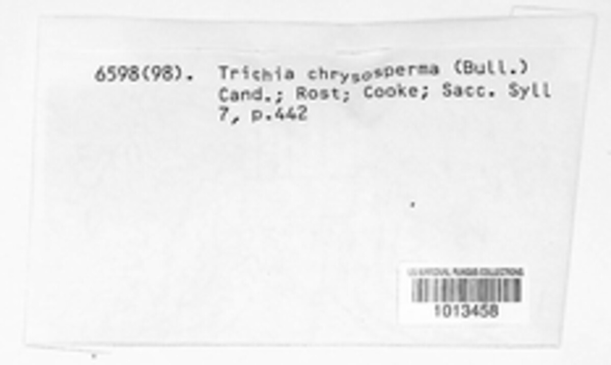 Trichia chrysosperma image